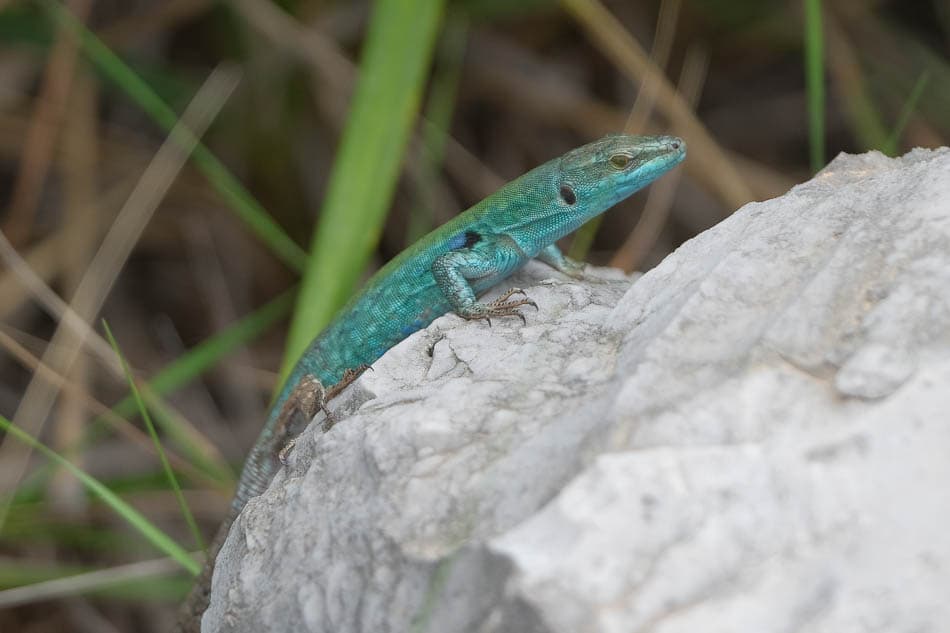 Campanië 2024 (29) Selectie Leen Durnez W950