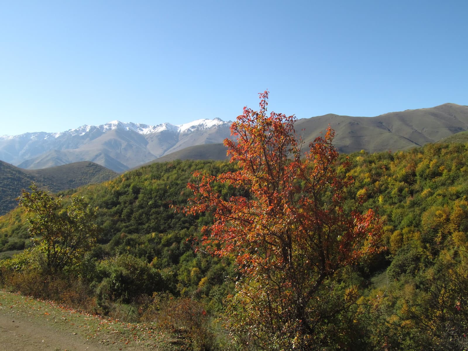 Petergaillaertarmenië (5)