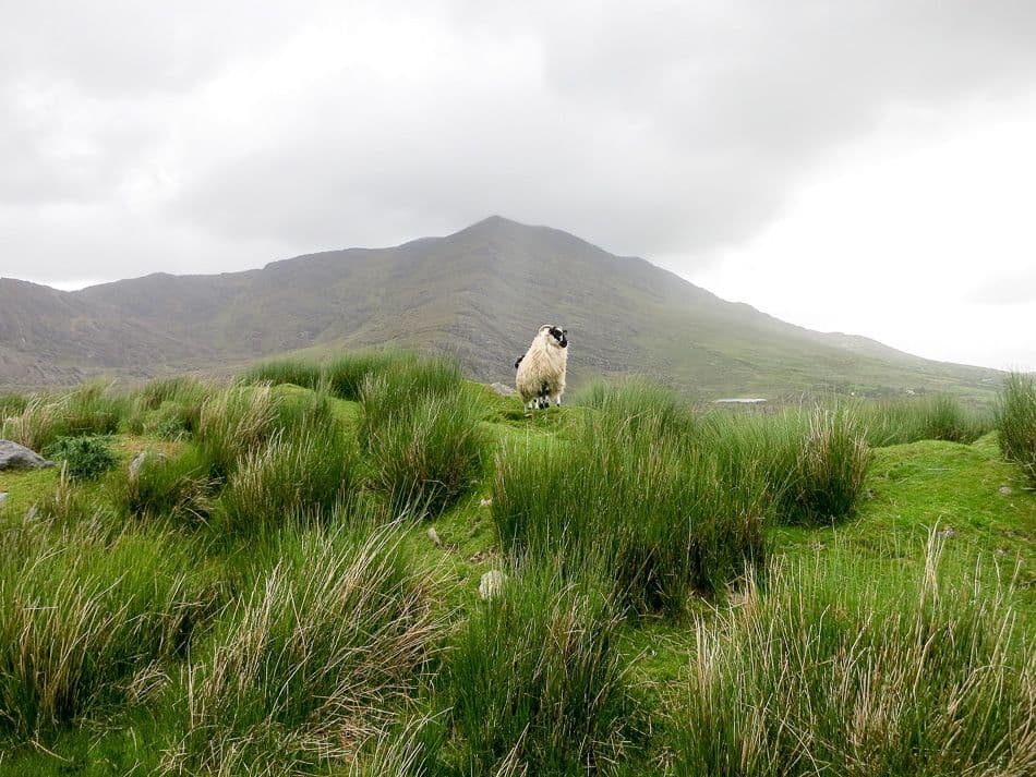 Beara-033_export_w950