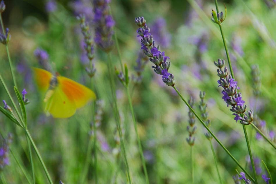 Korcula Lavendel Selectie Yugo W950