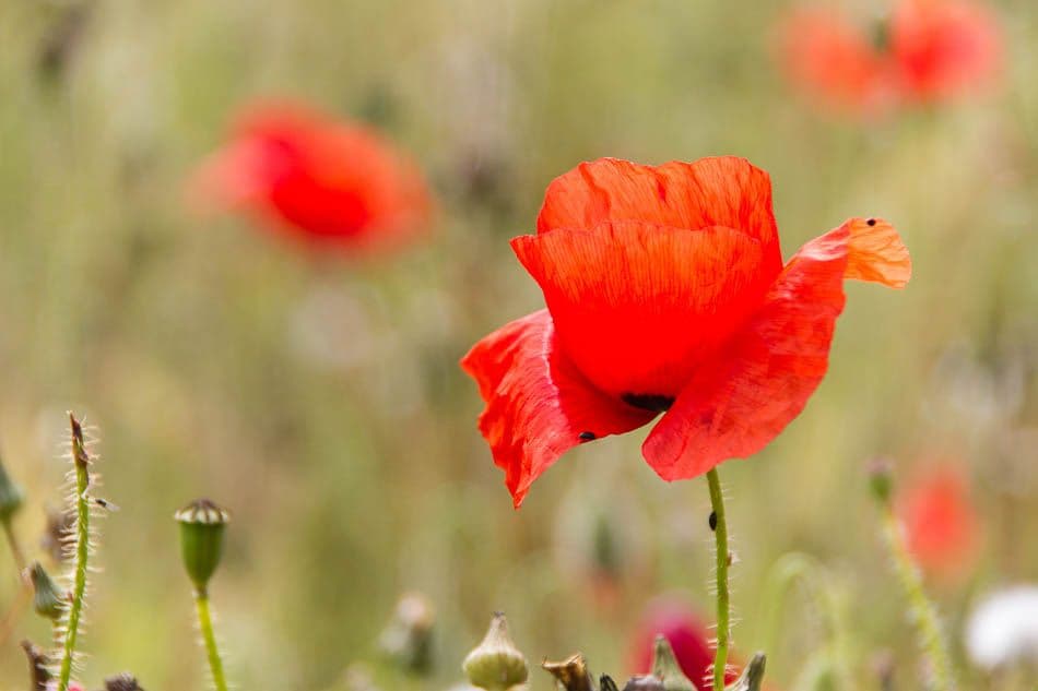 15GB088-10_Peter Cornelissen_w950