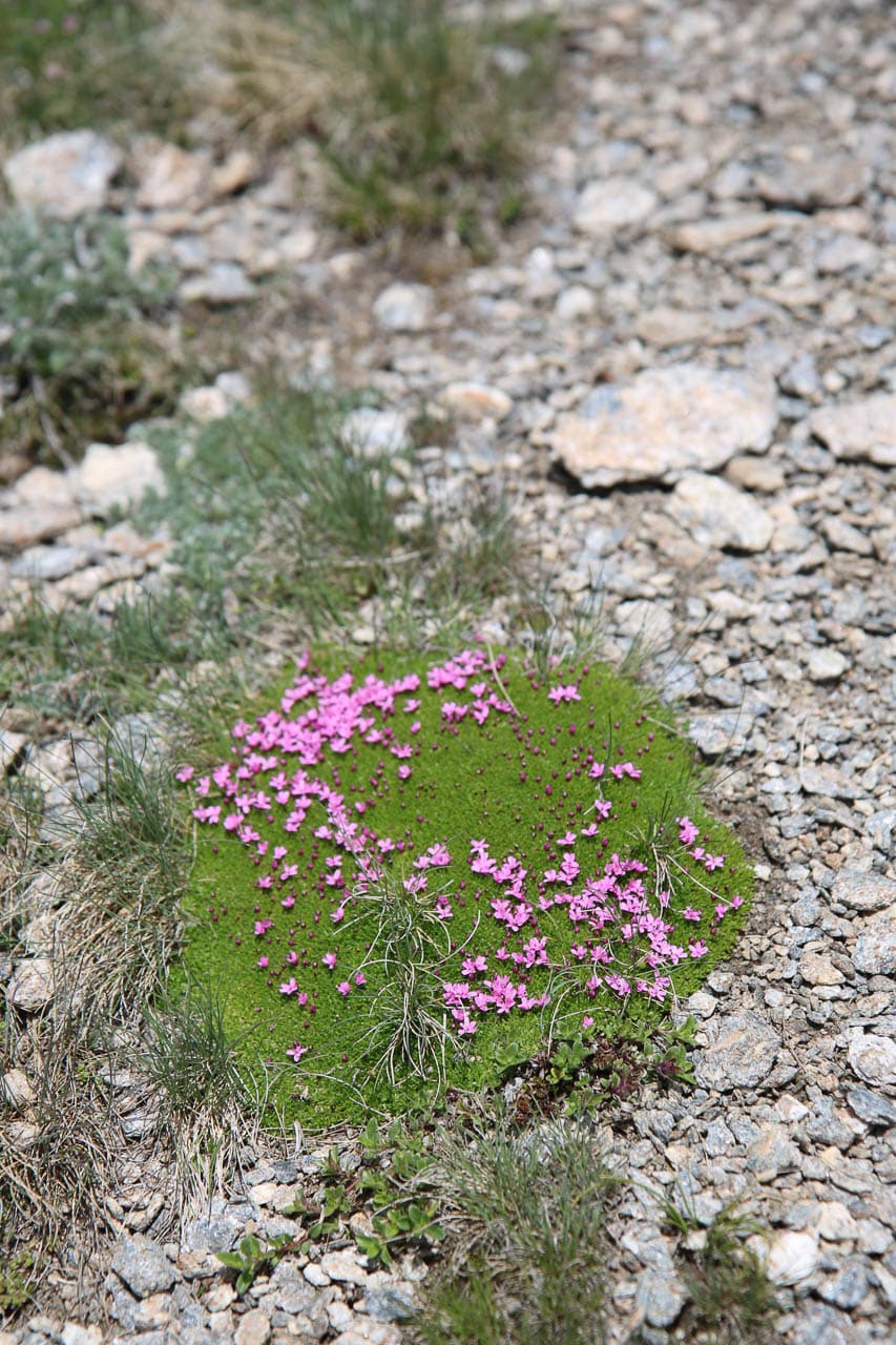 Jan Van Brabant IMG 0721 Jan Van Brabant