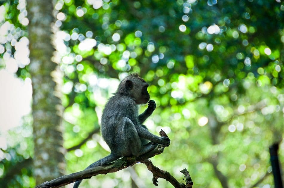 Java-Bali-Sulawesi-10-Stefaan-Moens-DSC_0215_export_w950