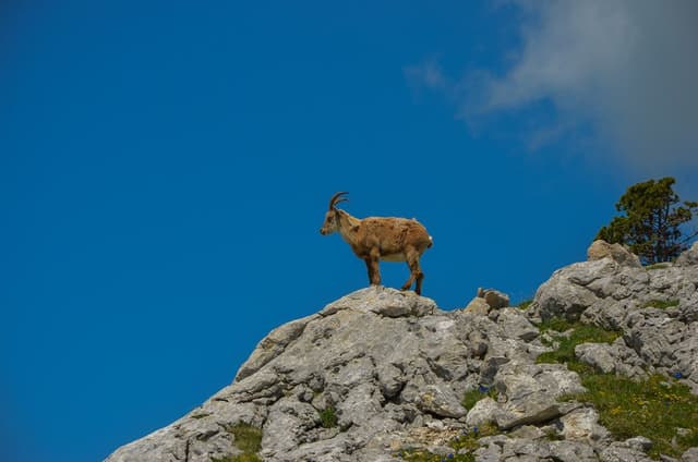 Bouquetin dans le Vercors pres du Grand Veymont Quentin Vanaker_export_w950