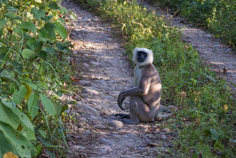 IMG6492 Bewerkt Kopie NP5FMA Yves Cams W950