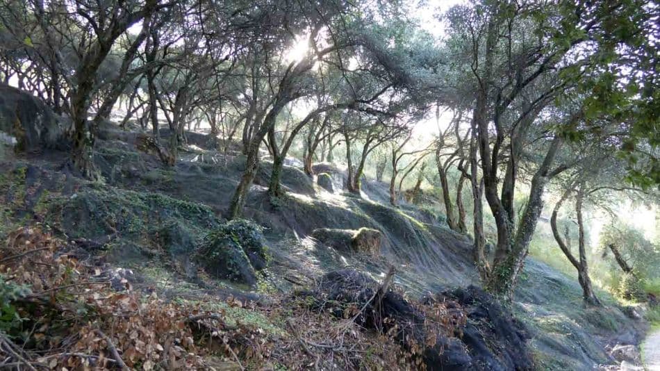 AR-17-COR-KR-595_export