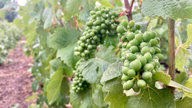 FR5CHA IMG 6387 Ann Tilley