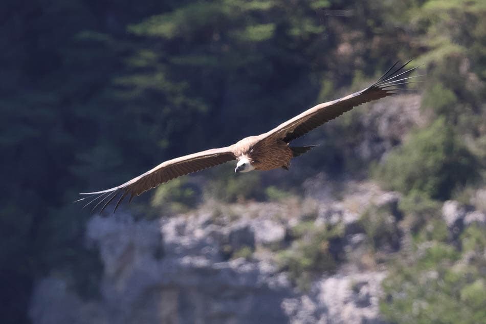 Vale Gier Gorges Du Tarn 20240822 13 Didier Wijnants Didier Wijnants W950