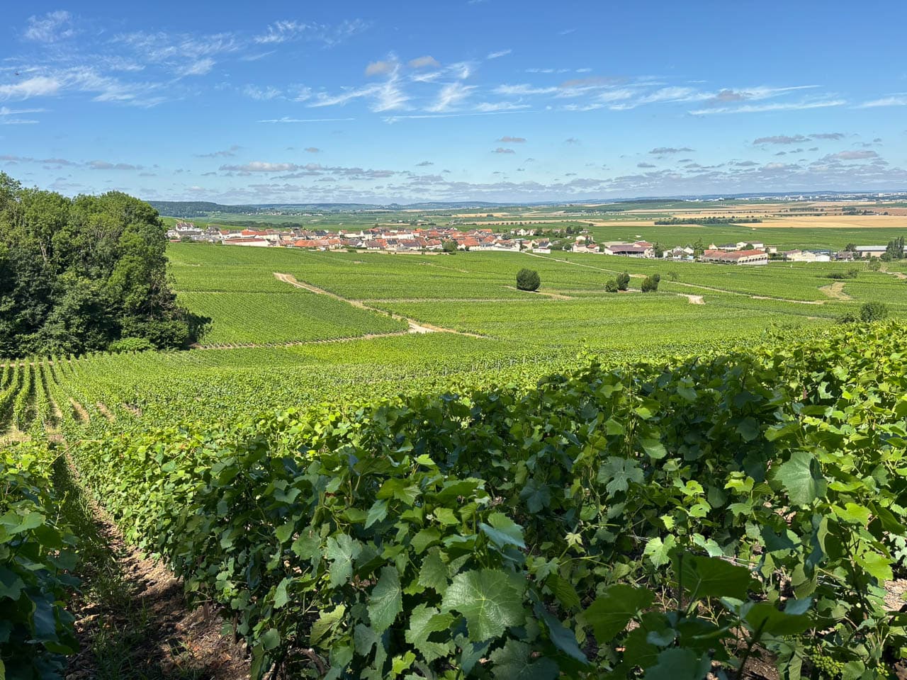 FR5CHA IMG 8340 Ann Tilley