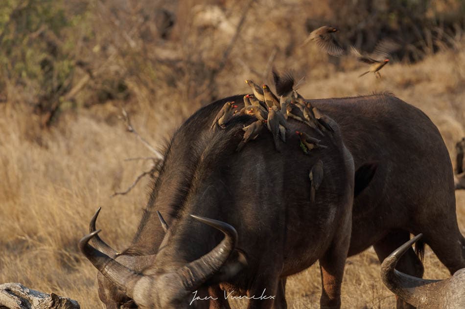 IMG 1862 Selectie Jan R8 W950