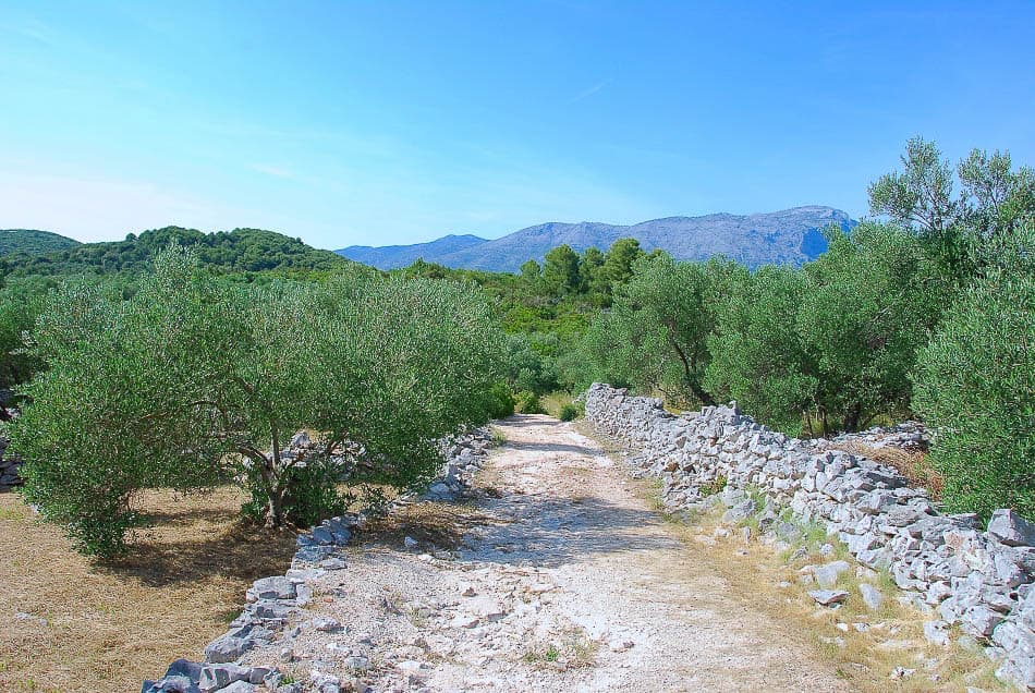 HR5DAA Korcula Olijfbomen Export Ruud Peeten