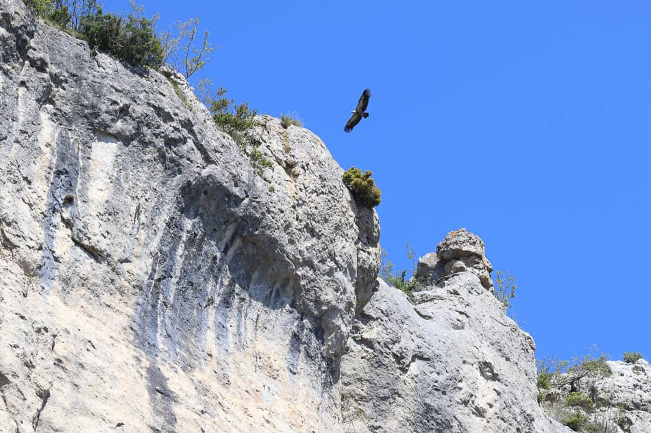 Didier Wijnants Vale Gier Gorges Du Tarn 20240822 06 Didier Wijnants Didier Wijnants W950