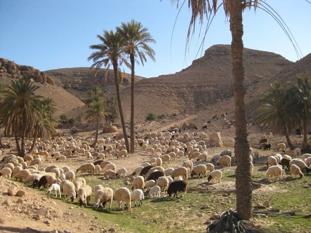 GR12-124-Tunesie-bergwoes-Els-Gielens-150_export