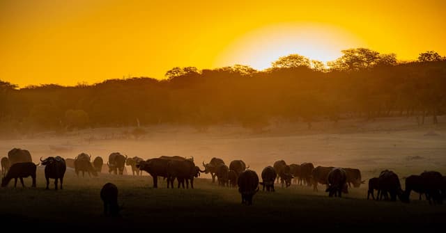 Sunways (Agent) Sunway Zimbabwe Hwange NP Bruce Taylor 0779