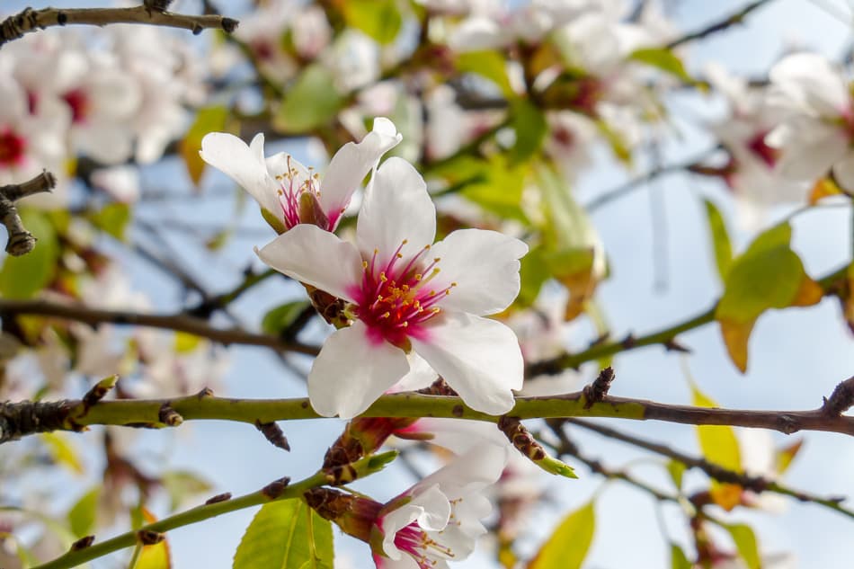 Gran Canaria Caroline Demolie 5 Export W950