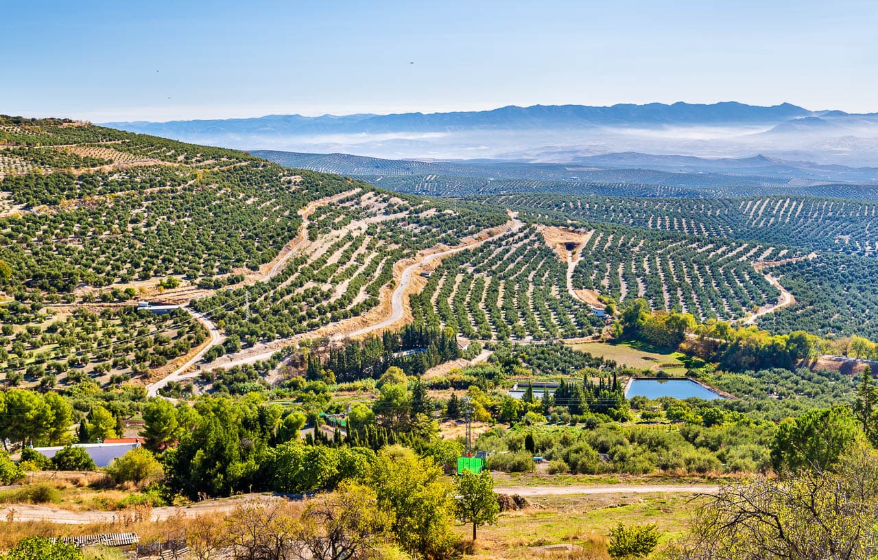 Istock 629127420 Olive Farms Ubeda Groepsreis Granada Leonid Andronov W1280