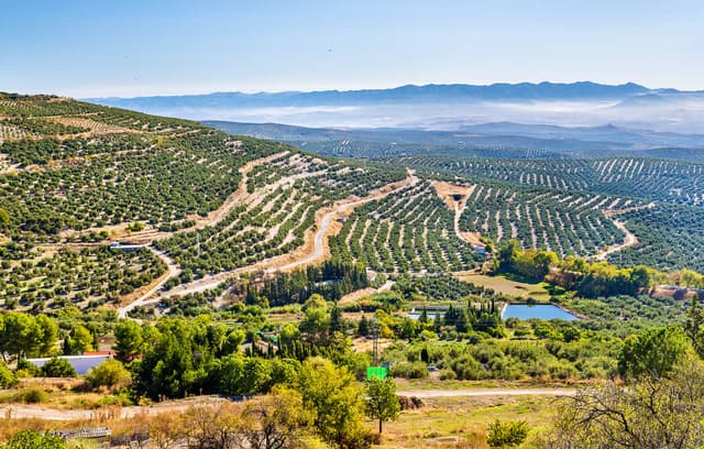Istock 629127420 Olive Farms Ubeda Groepsreis Granada Leonid Andronov W1280