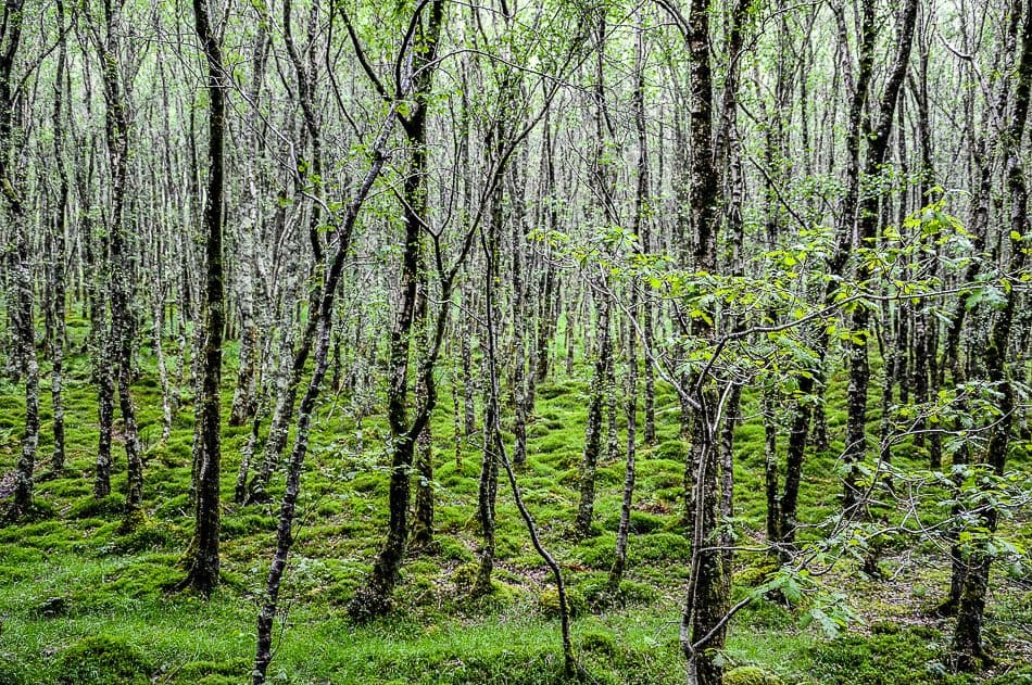 DSC_9372_export_w950 (2)