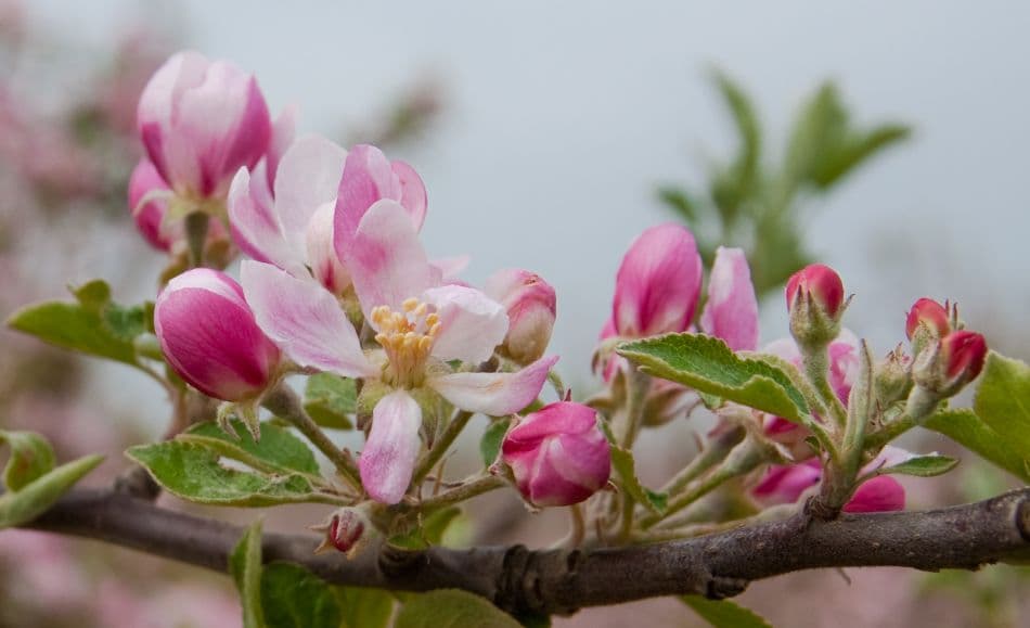 2012 04 29 AR Borgloon 015B Chris Derynck Export W950