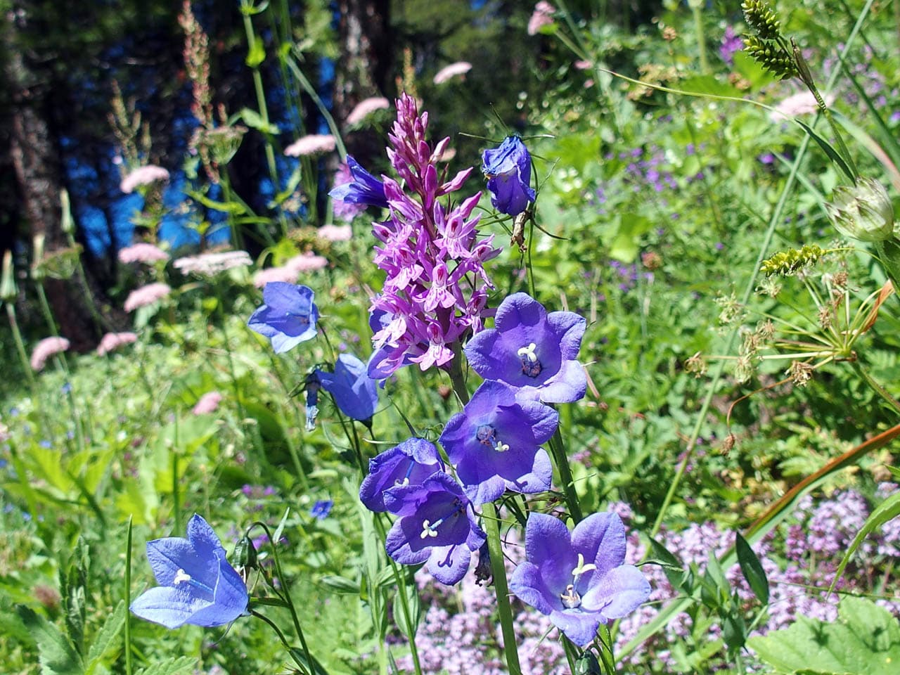 Valle Del Lys Carola Van Loon 28. Lys 5 6, Walserweg