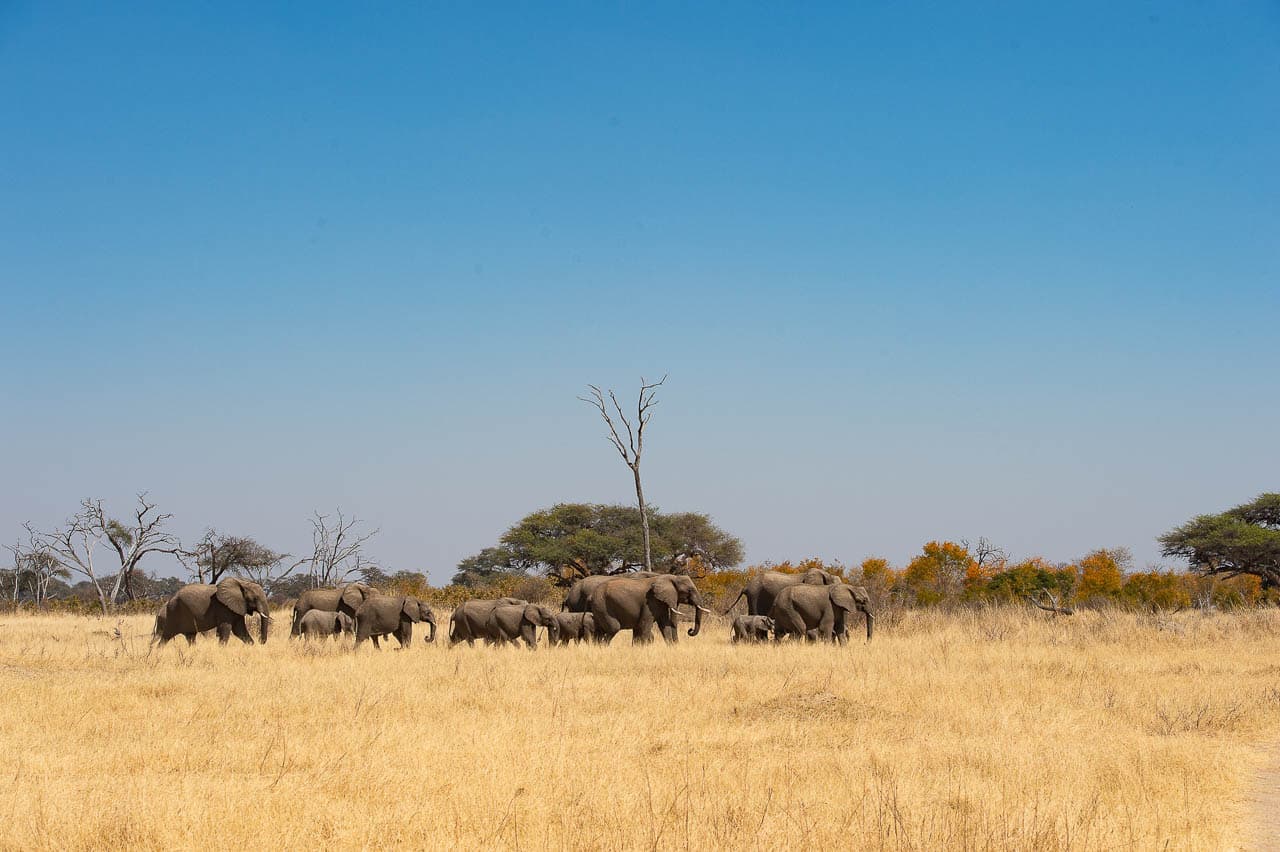 Sunways (Agent) Sunway Zimbabwe Hwange NP Bruce Taylor 4524