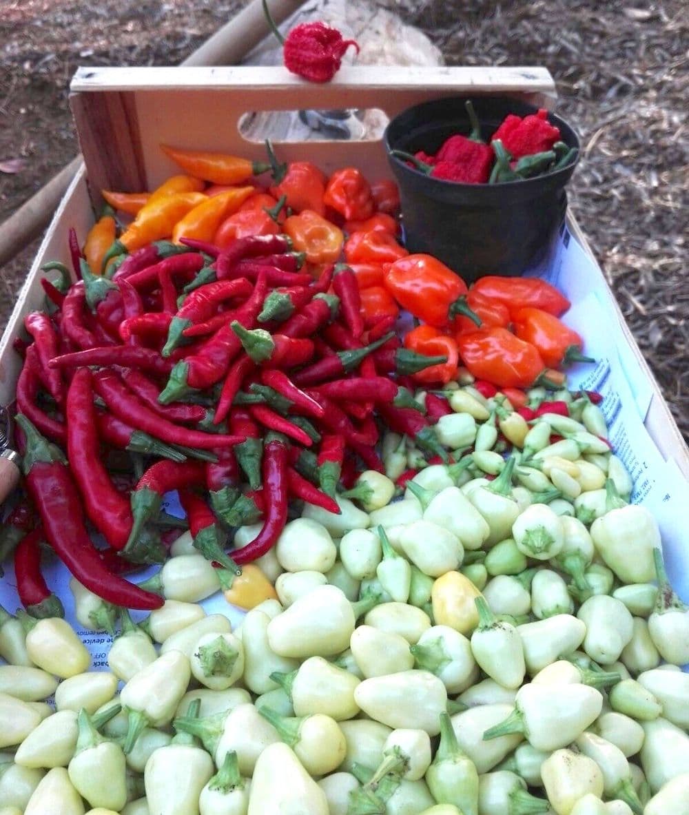 prodotti-puglia-copia_export