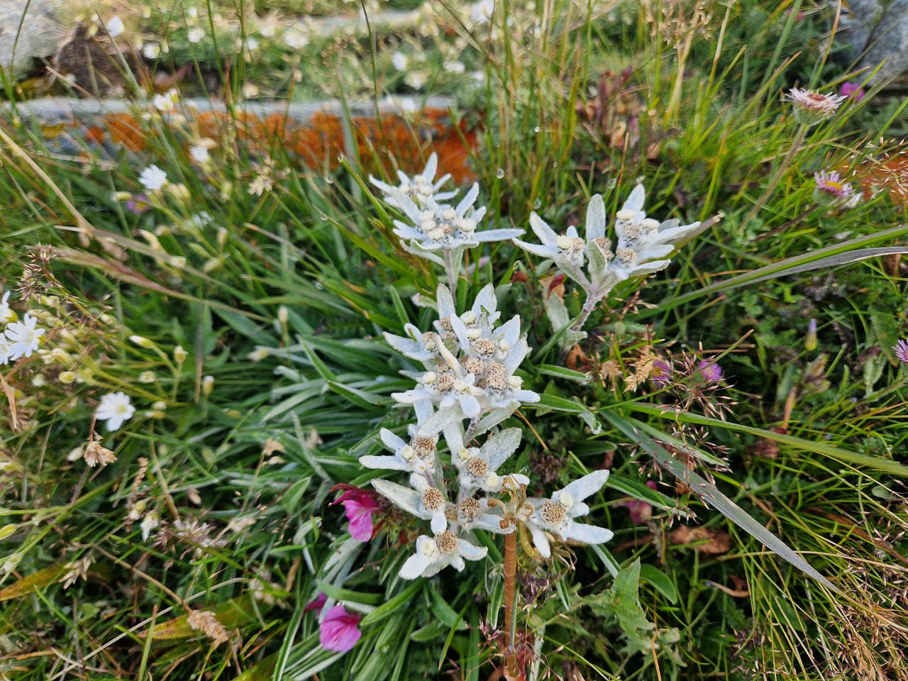 Groot Formaat 1000071033 Koen Somers