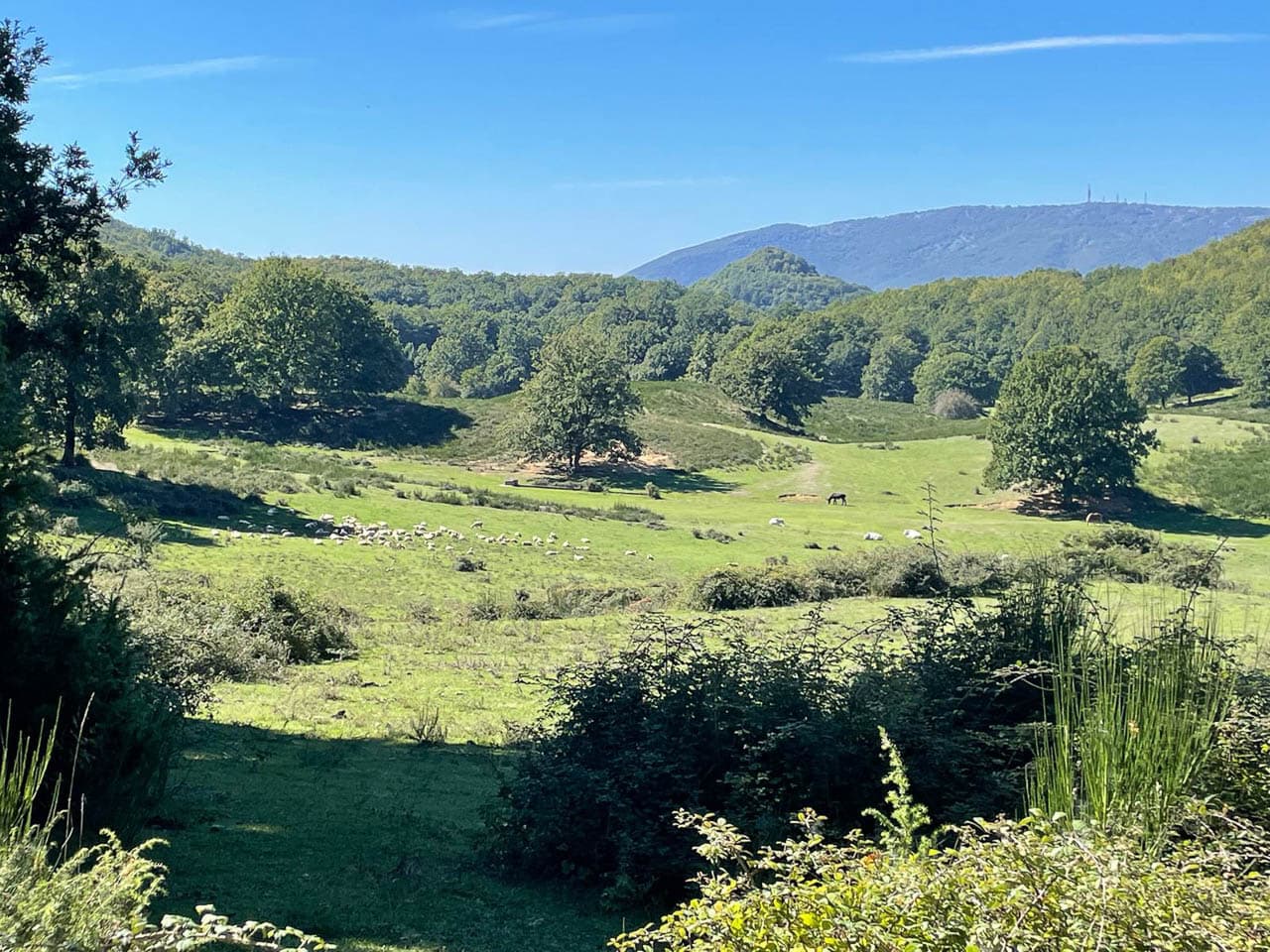 Selectie Whatsapp Image 2025 10 30 At 14.59.11 (3) Geert Oppeel