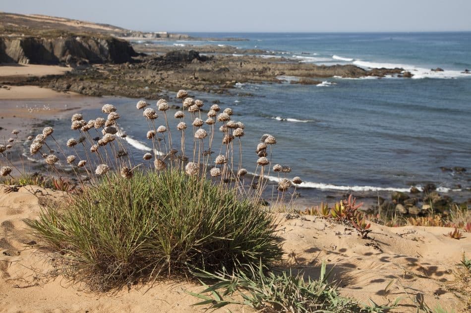 Rota Vicentina 13 Rob Putseys Mg 0226 Export