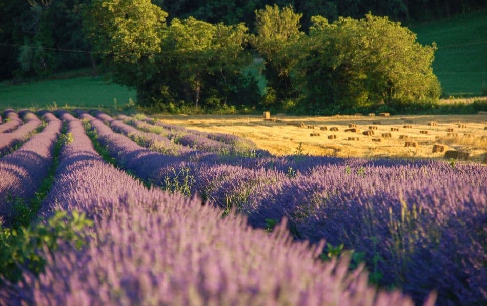 Randonnee-pedestre-Drome-Safrantours-03_export