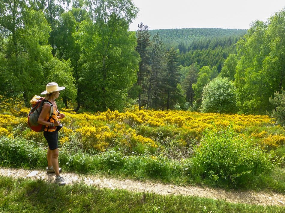 E007 STV 14 JP 00568_export_w950