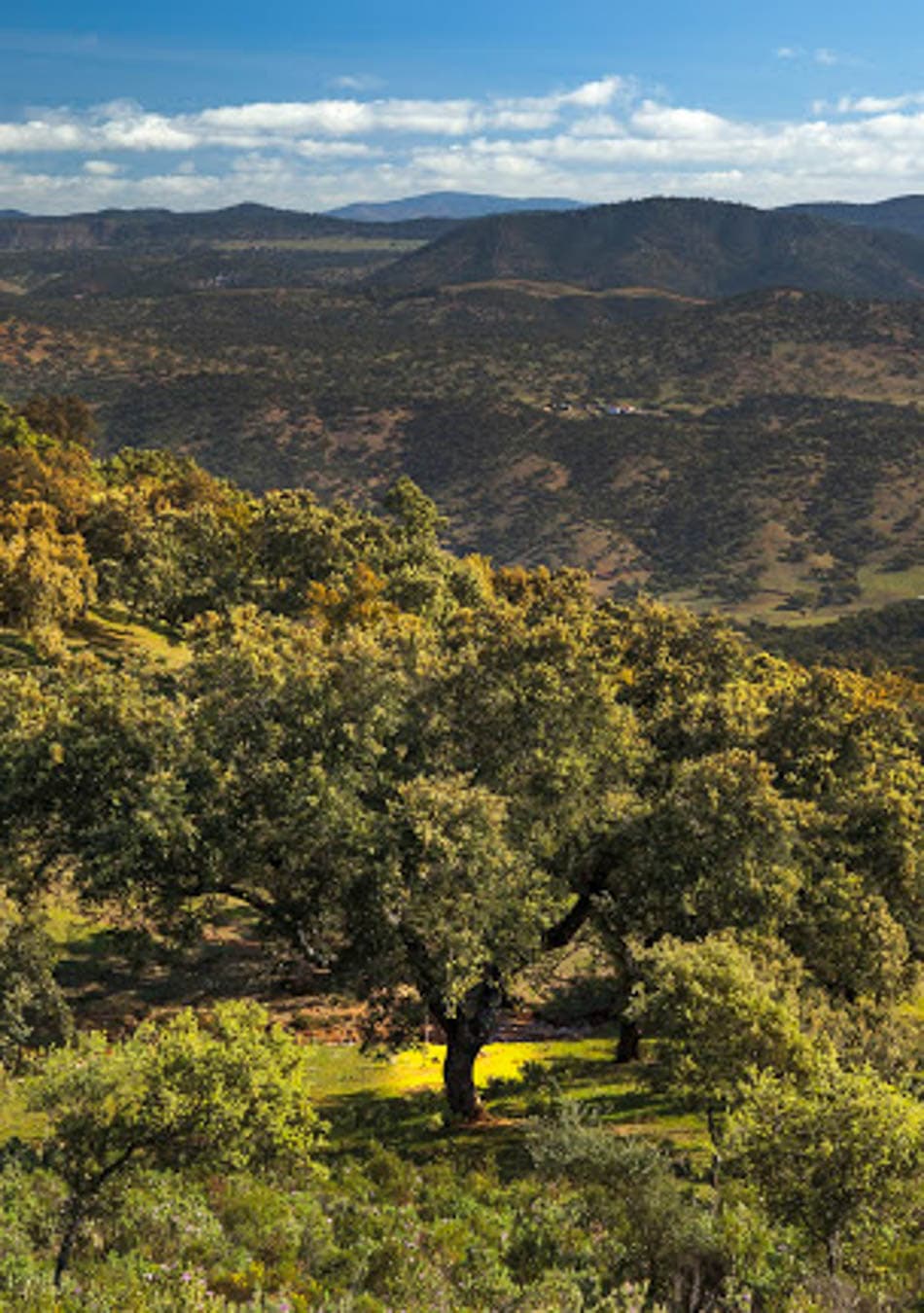 ajc_molinorioalajar_varios_41-selectie-molino-alajar-photographer-antonio-j.-de-la-cerda-w950