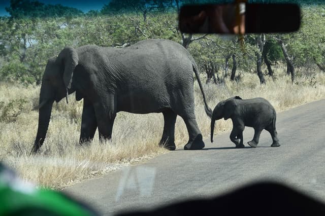 OLI 0138 ZA1 Anna Mertens Anna Mertens W950