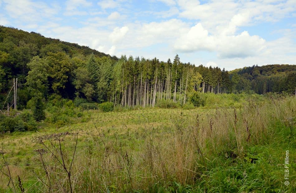 -FTLBPWillems-8_export_w950