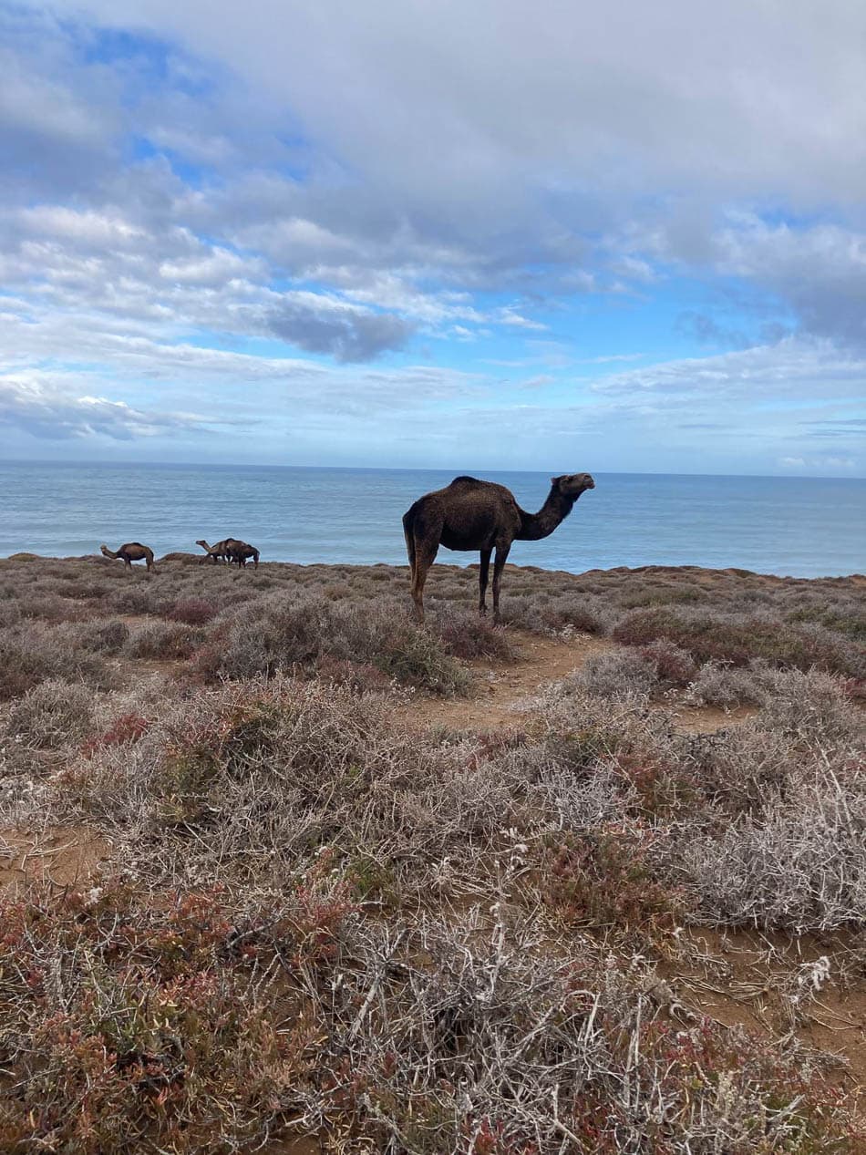 Afbeelding Van Whatsapp Op 2024 04 29 Om 20.32.32 3710669F Selectie Nancy Jans W950