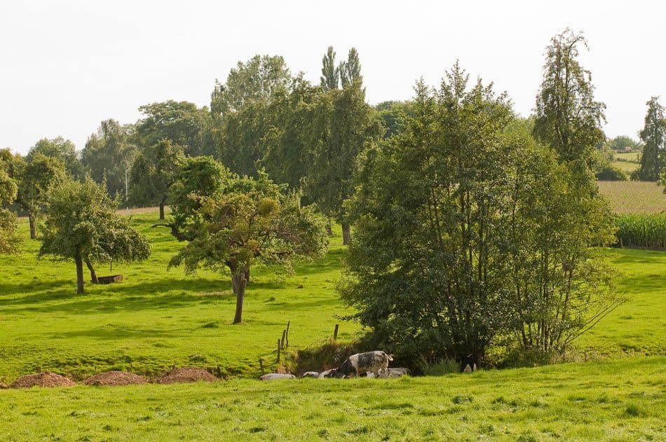 2012 08 19 Voeren 41B Chris Derynck_Chris Derynck_w950