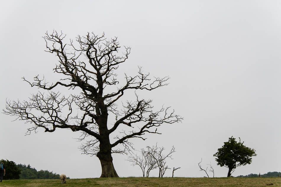 15GB088-13_Peter Cornelissen_w950