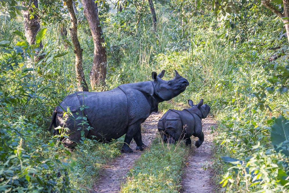 IMG6499 Bewerkt NP5FMA Yves Cams W950