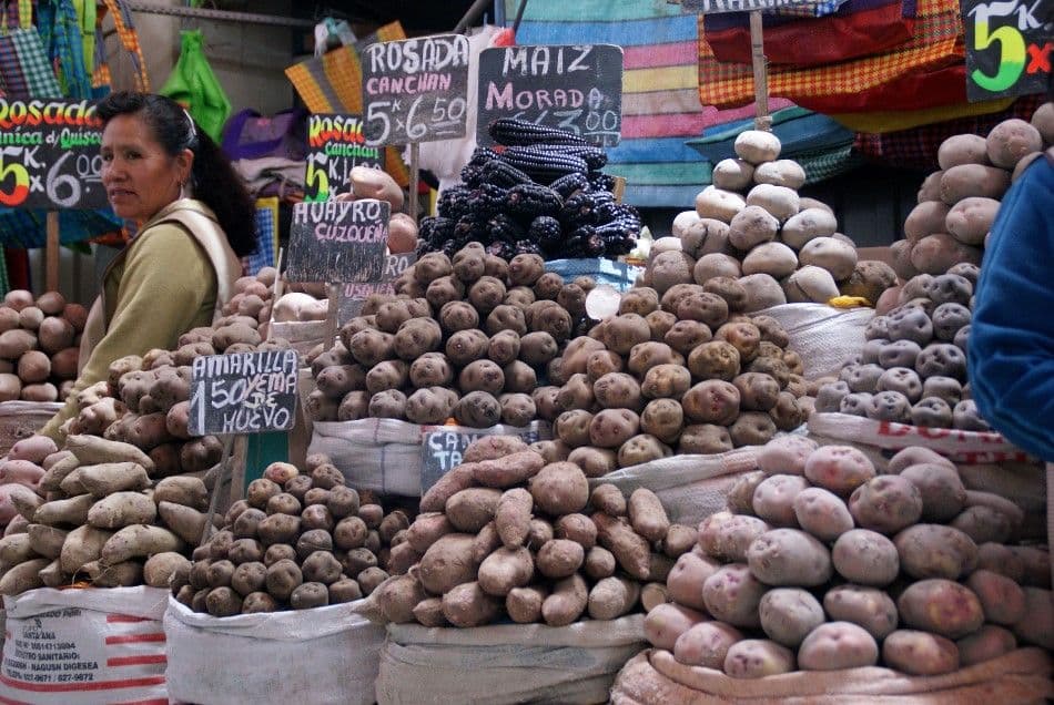 Peru-Bol-12-Lieve-Van-Isacker-varieteit-aardappelen-Custom