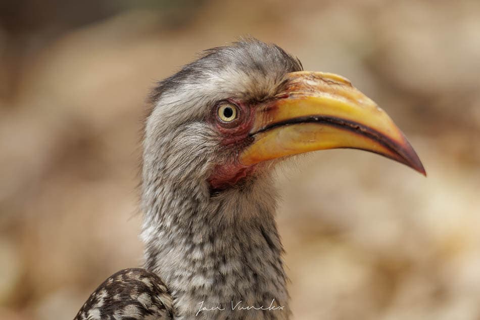 IMG 3087 Selectie Jan R8 W950