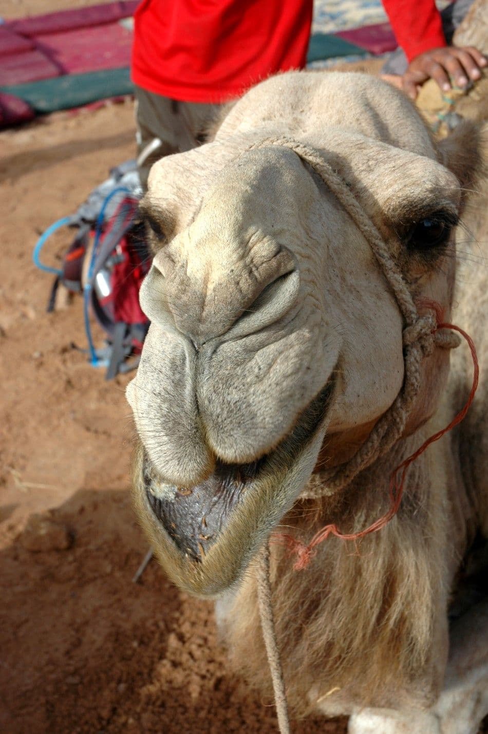 GZ14-43-Atl-just-10-Ronald-Decelle-DSC_0028-Custom