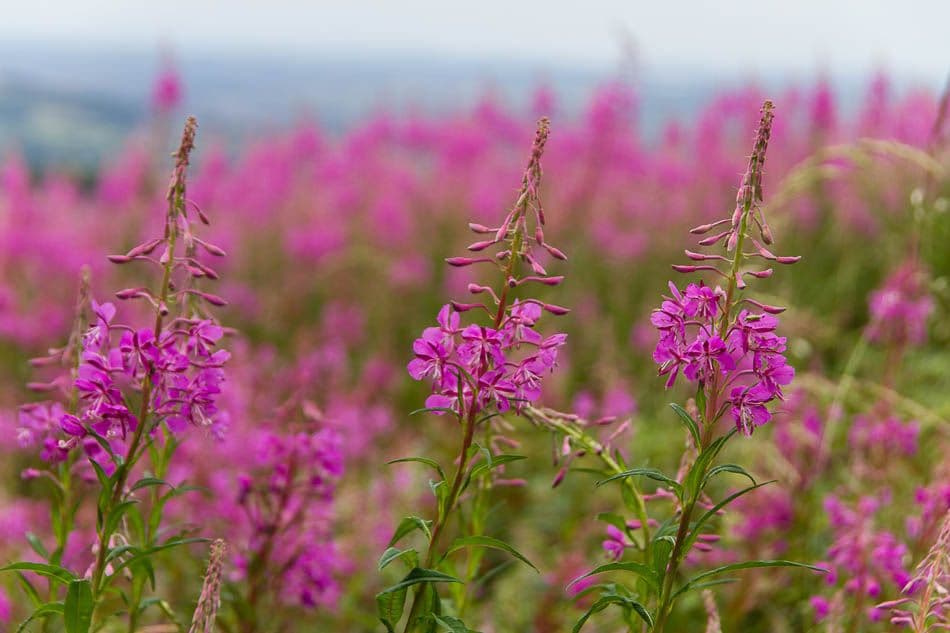 15GB088-8_Peter Cornelissen_w950