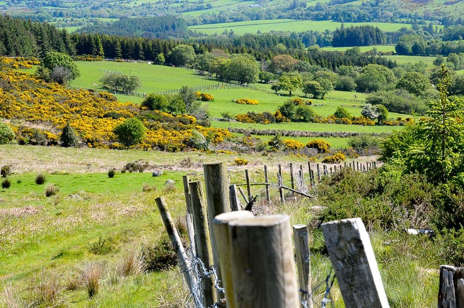 DSC_9508_export_w950 (2)