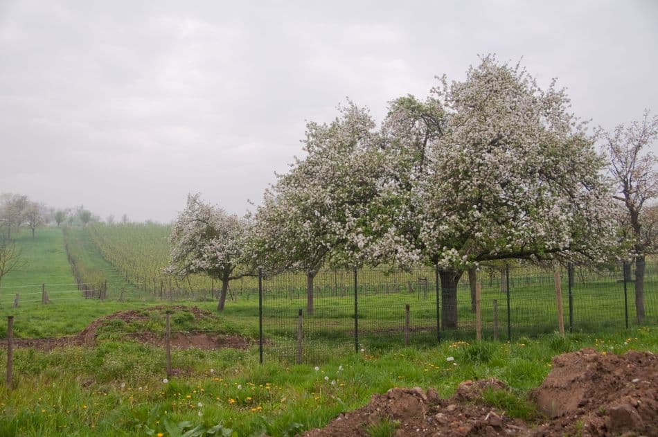 2012 04 29 AR Borgloon 007B Chris Derynck Export W950