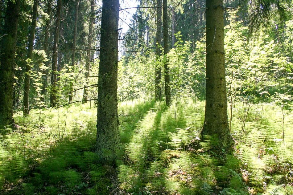 Finland-2010-024-Sigrid-De-Maeseneer_export_w950