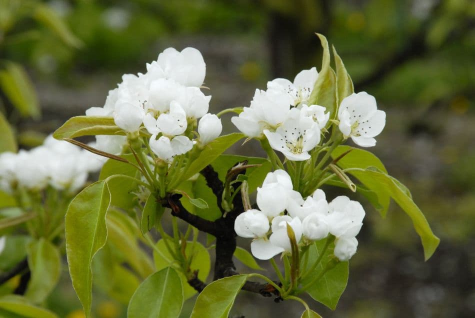 Bloesemwandeling 09 Stephan Caenen DS40132 Export W950