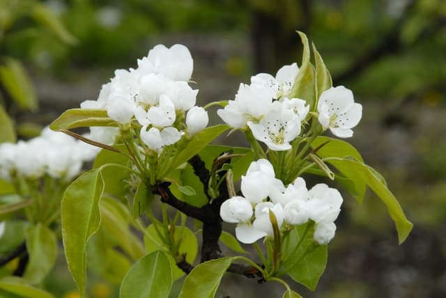 Bloesemwandeling 09 Stephan Caenen DS40132 Export W950