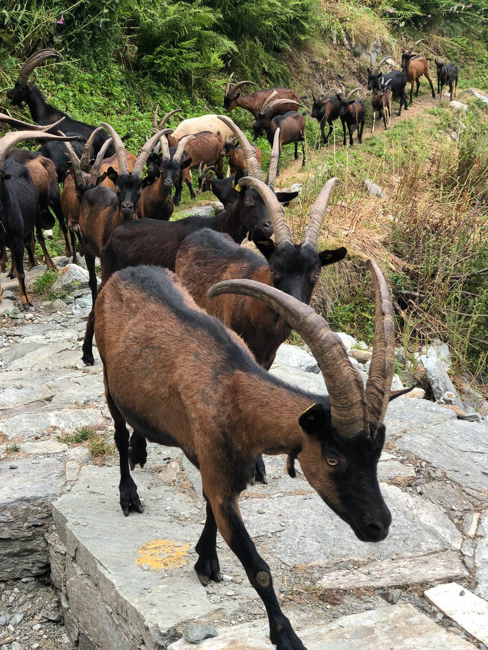 Valle Del Lys Anneke Dekker IMG 5085 Anneke Dekker