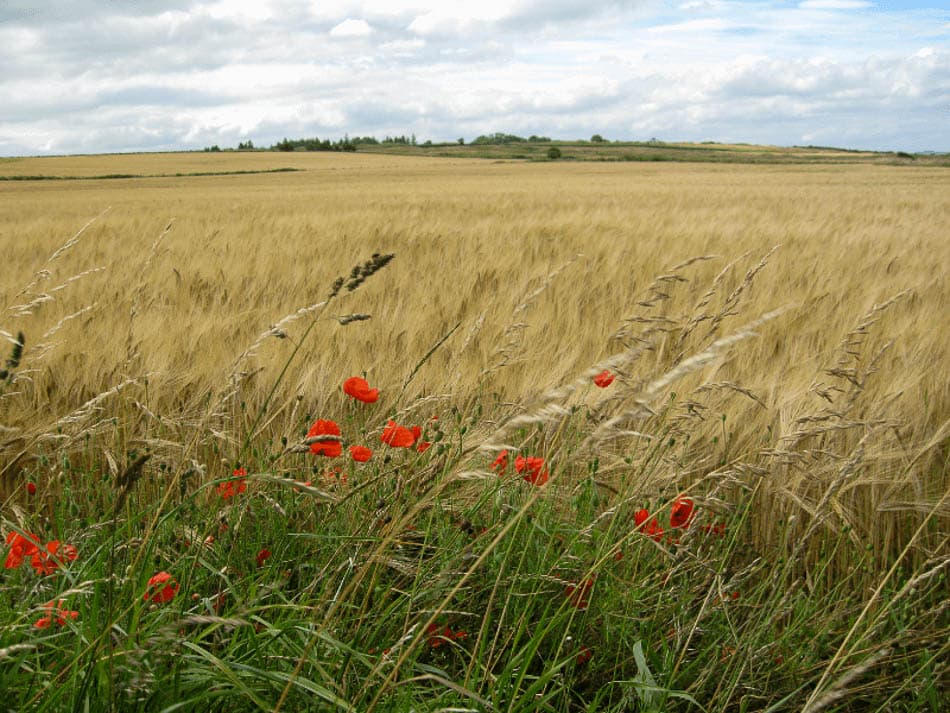 FCP Fields Of Gold Selectie Melissa Easyways W950