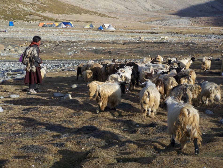 Lamayuru Hemis 09 Nancy Jans 100 1554 (Custom)